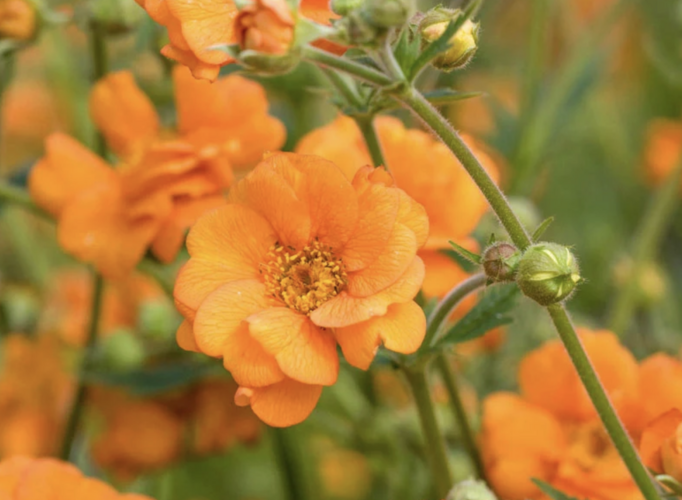 Kuklík 'Prinses Juliana' - Geum 'Prinses Juliana'