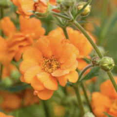 Kuklík 'Prinses Juliana' - Geum 'Prinses Juliana'