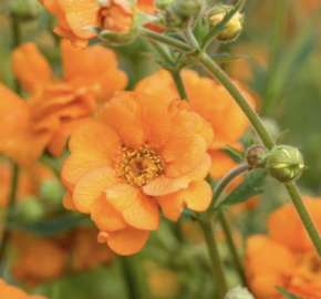 Kuklík 'Prinses Juliana' - Geum 'Prinses Juliana'