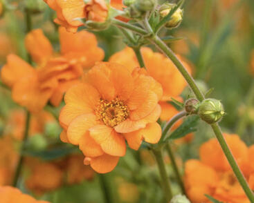 Kuklík 'Prinses Juliana'