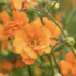 Geum 'Prinses Juliana'.png