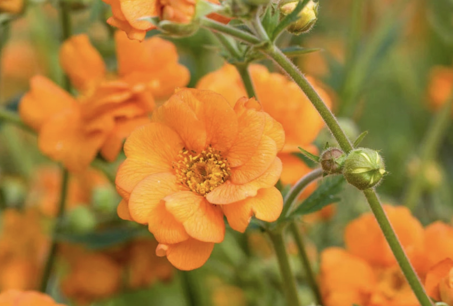 Kuklík 'Prinses Juliana' - Geum 'Prinses Juliana'