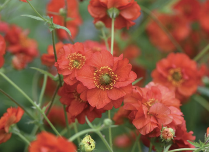 Kuklík 'Blazing Sunset' - Geum 'Blazing Sunset'