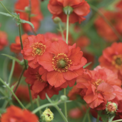 Kuklík 'Blazing Sunset' - Geum 'Blazing Sunset'