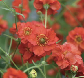 Kuklík 'Blazing Sunset' - Geum 'Blazing Sunset'