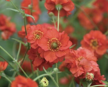 Kuklík 'Blazing Sunset'