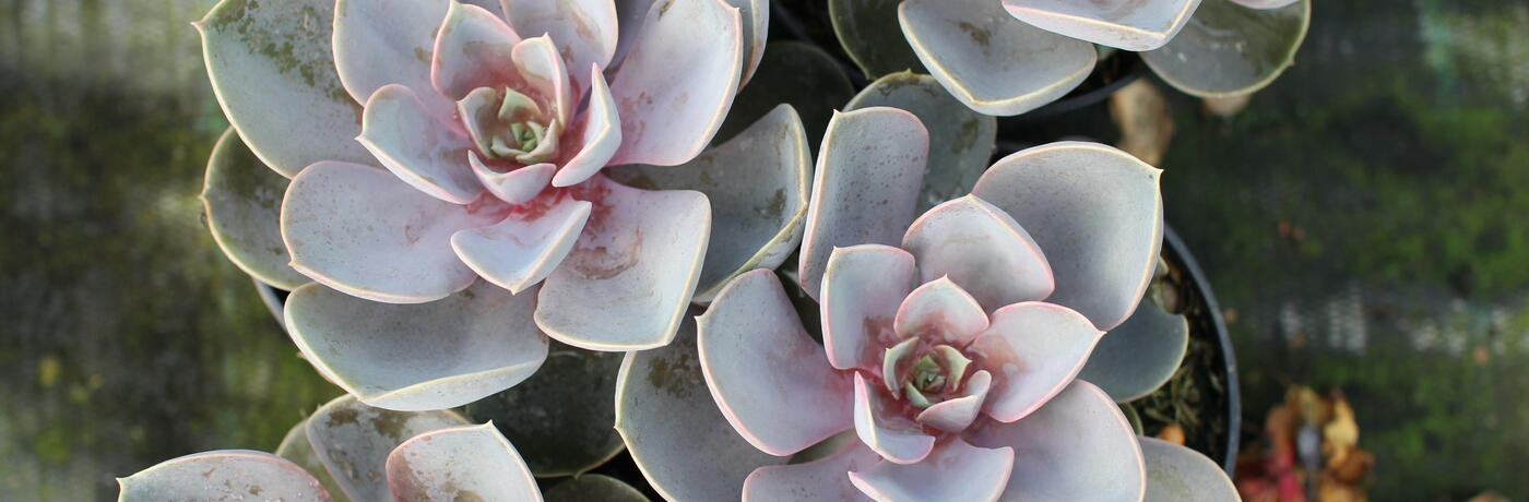 Echeveria ''Pearl of Numberg''