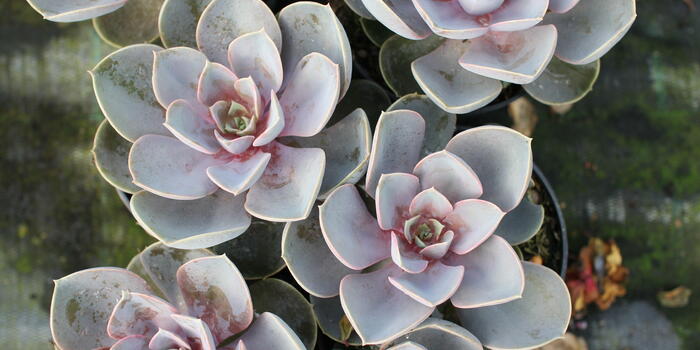 Echeveria ''Pearl of Numberg''