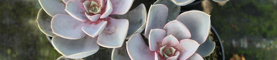 Echeveria ''Pearl of Numberg''