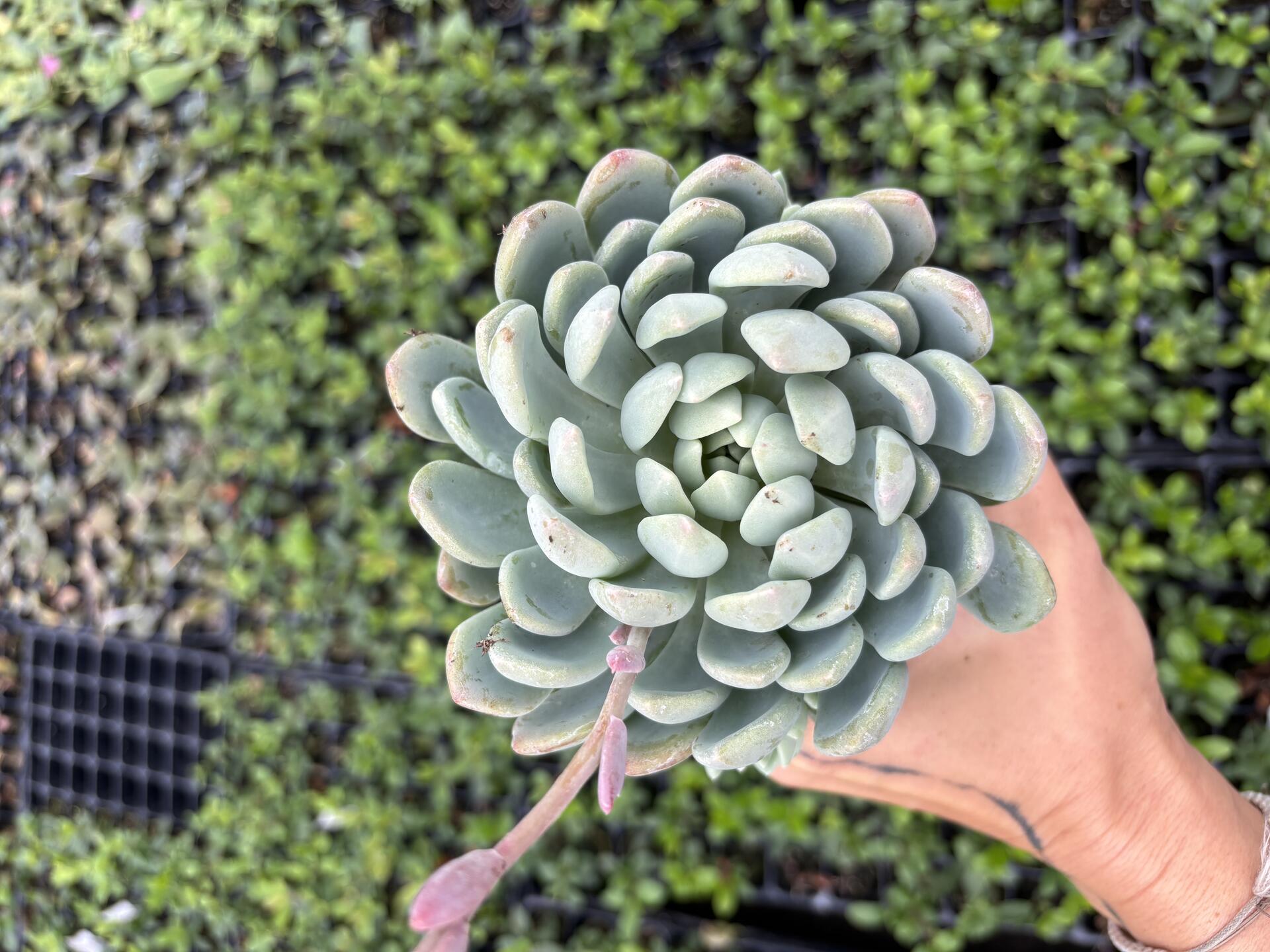 Echeveria schneideckeri