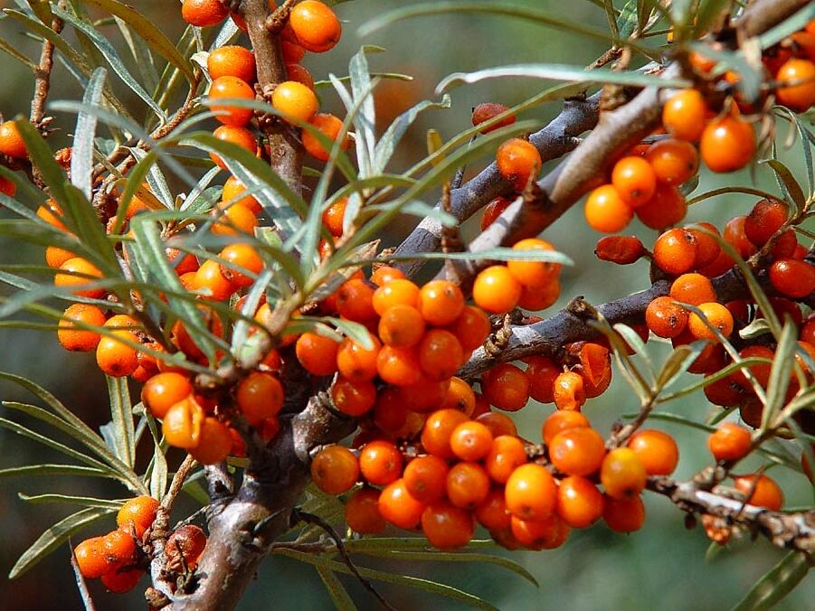 Hippophae rhamnoides