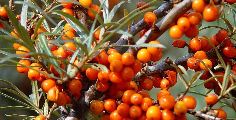 Hippophae rhamnoides