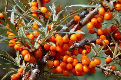 Hippophae rhamnoides