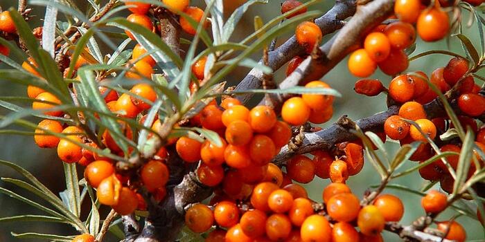 Hippophae rhamnoides