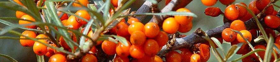 Hippophae rhamnoides