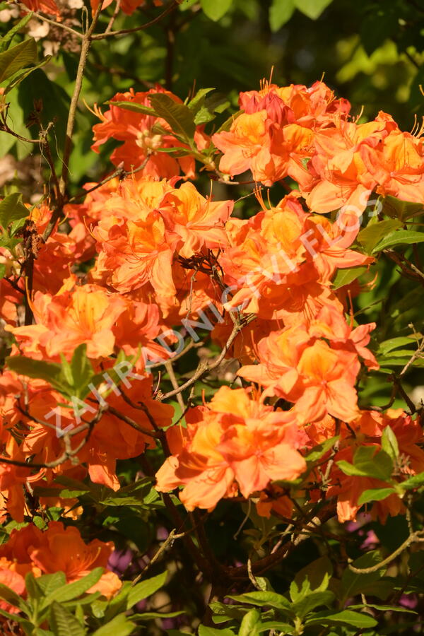 Pěnišník měkký 'Glowing Embers' - Azalea mollis 'Glowing Embers'