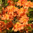 Pěnišník měkký 'Glowing Embers' - Azalea mollis 'Glowing Embers'