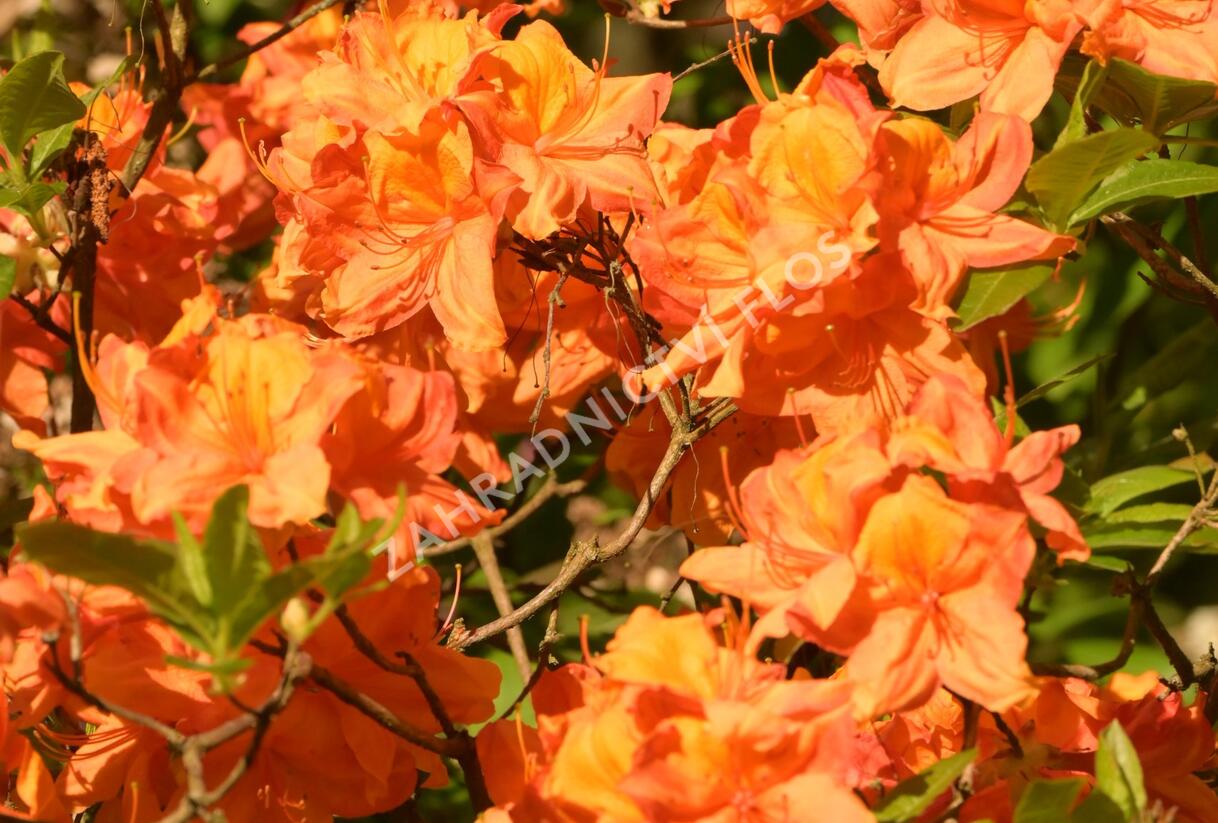 Pěnišník měkký 'Glowing Embers' - Azalea mollis 'Glowing Embers'