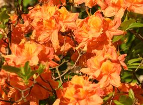 Pěnišník měkký 'Glowing Embers' - Azalea mollis 'Glowing Embers'