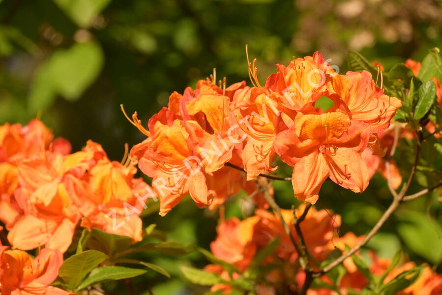 Pěnišník měkký 'Glowing Embers' - Azalea mollis 'Glowing Embers'