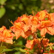 Pěnišník měkký 'Glowing Embers' - Azalea mollis 'Glowing Embers'