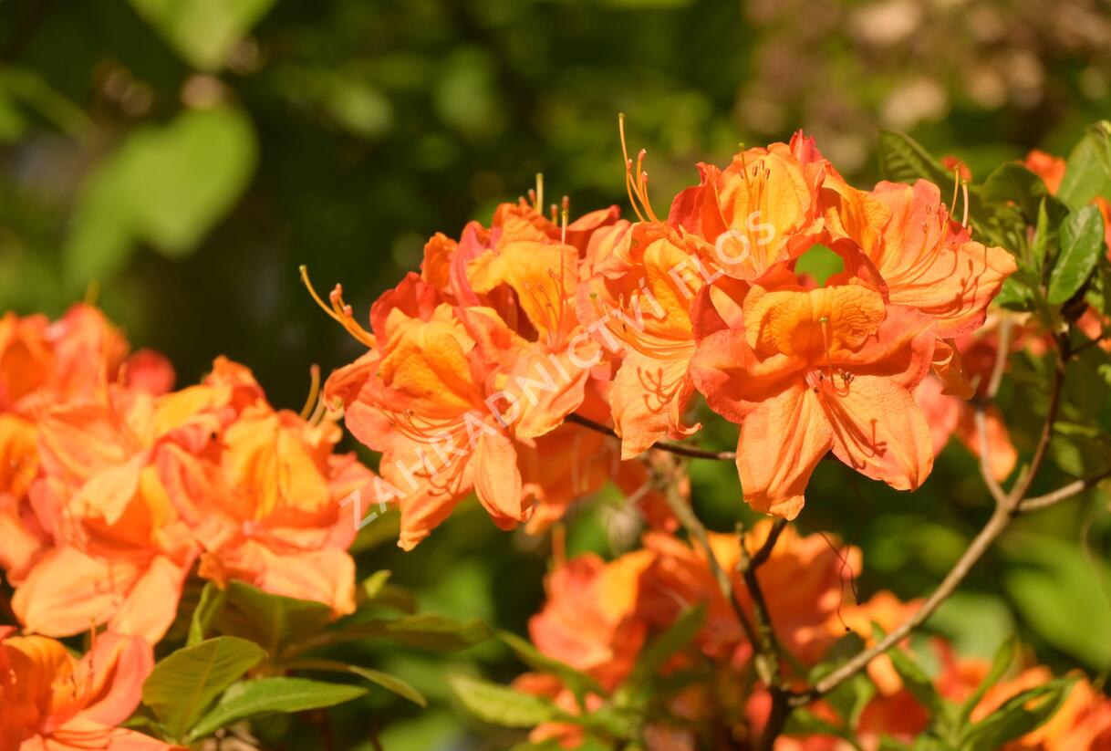Pěnišník měkký 'Glowing Embers' - Azalea mollis 'Glowing Embers'