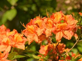 Pěnišník měkký 'Glowing Embers' - Azalea mollis 'Glowing Embers'