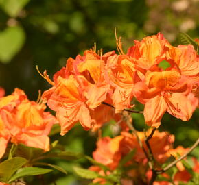 Pěnišník měkký 'Glowing Embers' - Azalea mollis 'Glowing Embers'