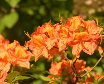 Pěnišník měkký 'Glowing Embers'