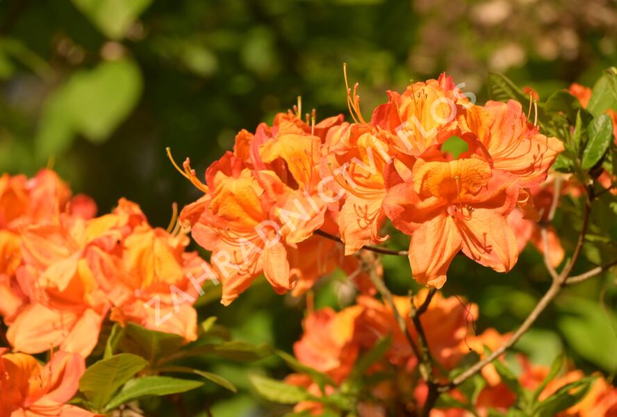 Pěnišník měkký 'Glowing Embers' - Azalea mollis 'Glowing Embers'