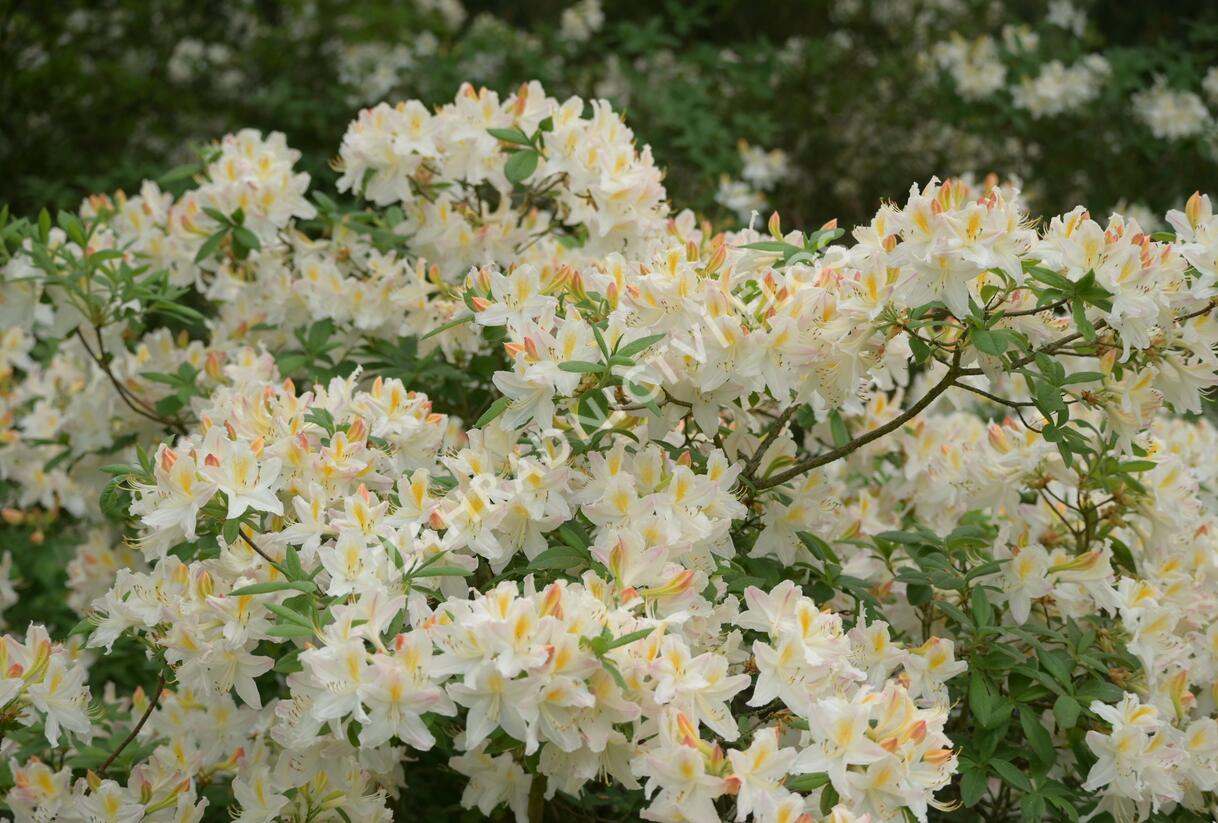 Pěnišník měkký 'Daviesii' - Azalea mollis 'Daviesii'