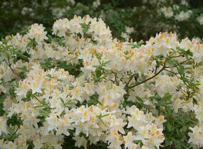 Pěnišník měkký 'Daviesii' - Azalea mollis 'Daviesii'