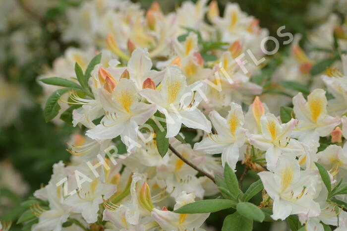 Pěnišník měkký 'Daviesii' - Azalea mollis 'Daviesii'