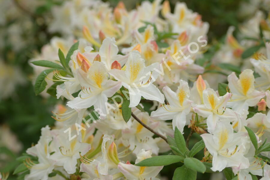 Pěnišník měkký 'Daviesii' - Azalea mollis 'Daviesii'