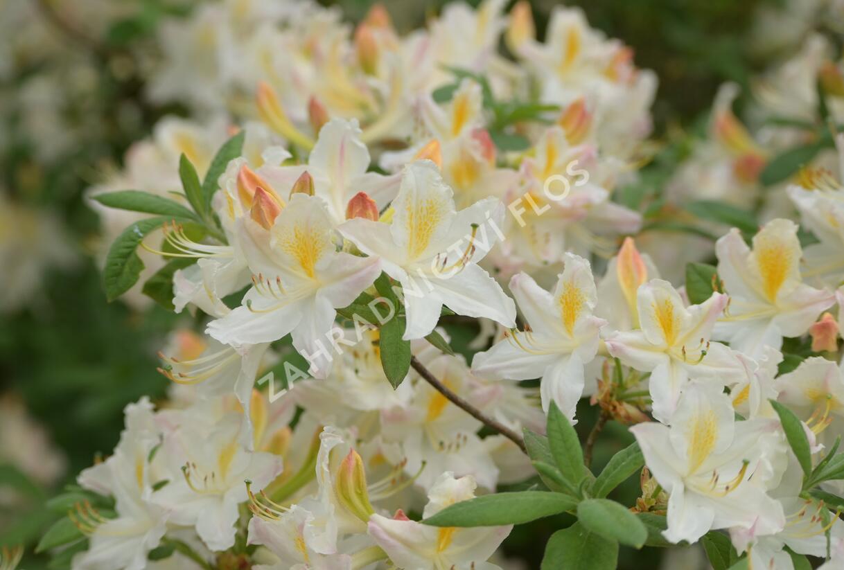 Pěnišník měkký 'Daviesii' - Azalea mollis 'Daviesii'