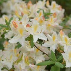 Pěnišník měkký 'Daviesii' - Azalea mollis 'Daviesii'