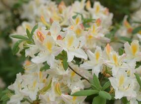 Pěnišník měkký 'Daviesii' - Azalea mollis 'Daviesii'