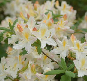 Pěnišník měkký 'Daviesii' - Azalea mollis 'Daviesii'