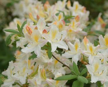 Pěnišník měkký 'Daviesii'