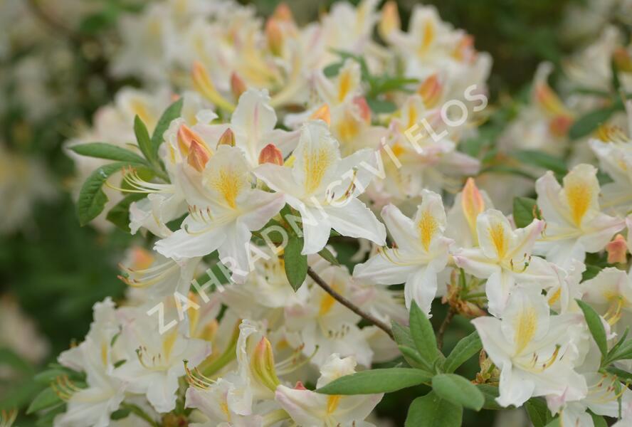 Pěnišník měkký 'Daviesii' - Azalea mollis 'Daviesii'