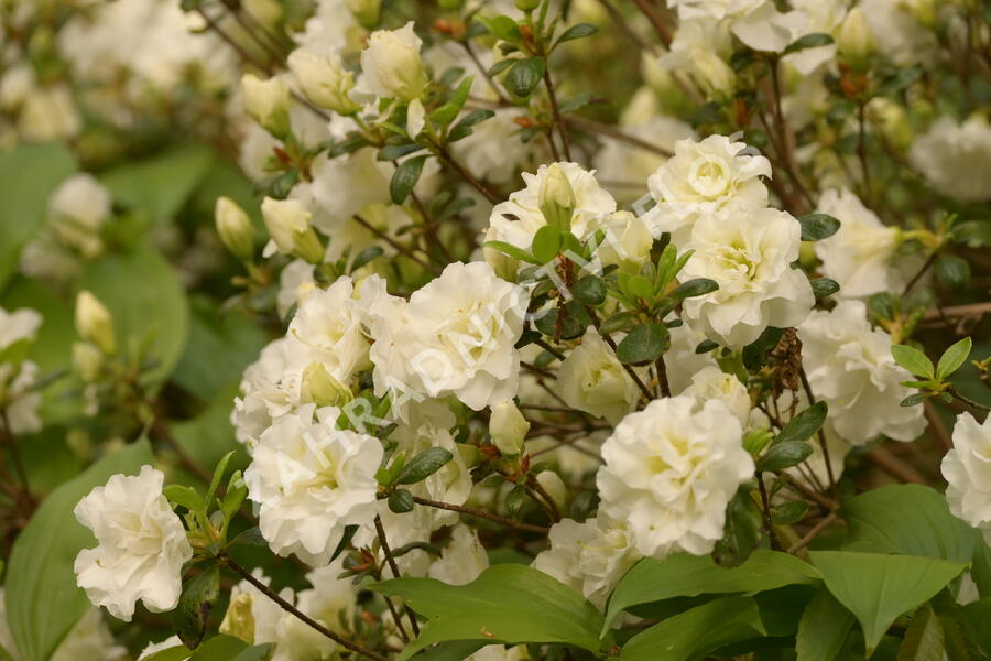 Azalka japonská 'Schneeperle' - Azalea japonica 'Schneeperle'
