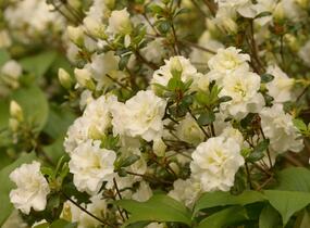 Azalka japonská 'Schneeperle' - Azalea japonica 'Schneeperle'