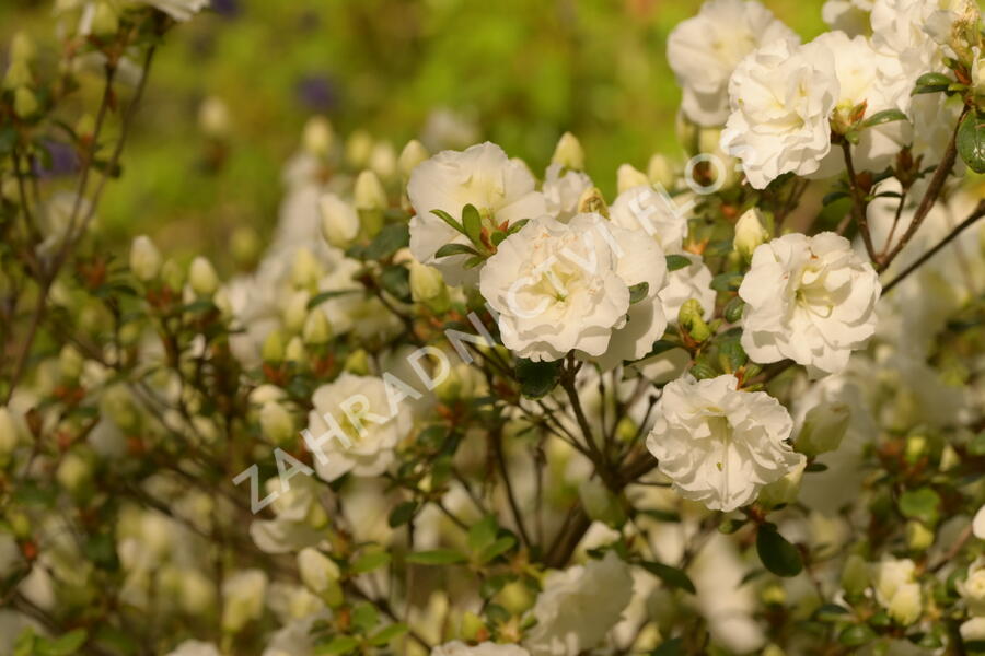 Azalka japonská 'Schneeperle' - Azalea japonica 'Schneeperle'