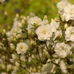 Azalka japonská 'Schneeperle' - Azalea japonica 'Schneeperle'