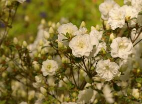 Azalka japonská 'Schneeperle' - Azalea japonica 'Schneeperle'