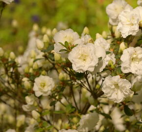 Azalka japonská 'Schneeperle' - Azalea japonica 'Schneeperle'