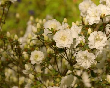 Azalka japonská 'Schneeperle'