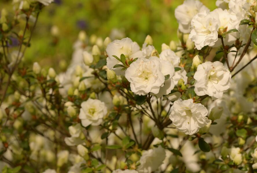 Azalka japonská 'Schneeperle' - Azalea japonica 'Schneeperle'