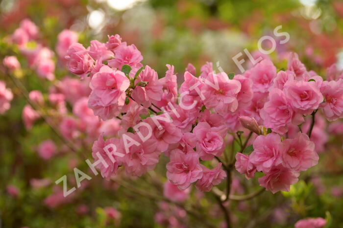 Azalka japonská 'Rosebud' - Azalea japonica 'Rosebud'