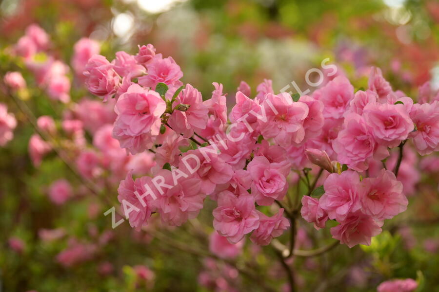 Azalka japonská 'Rosebud' - Azalea japonica 'Rosebud'